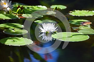 White lily flower blossom on blue water and green leaves background close up, beautiful waterlily in bloom on pond, one lotus