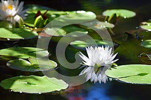 White lily flower blossom on blue water and green leaves background close up, beautiful waterlily in bloom on pond, one lotus