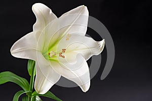 White lily flower blossom over black background. Condolence card