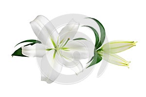 White lily flower and buds with green leaves on white background isolated close up, lilies bunch, lillies floral pattern, border