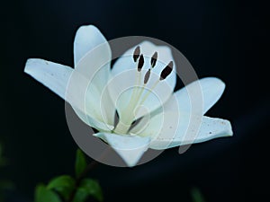 White Lily Flower Closeup on Dark Background