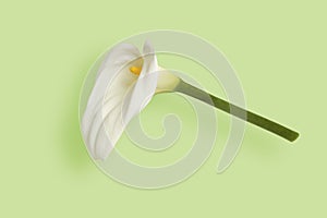 white lily flower floating