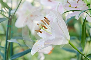 White lily in flower garden