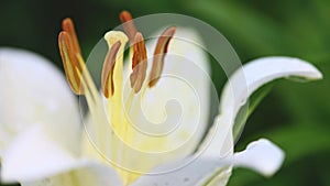 White lily flower in garden