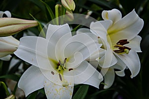 White Lily Flower in Hamilton Gardens, North Island, New Zealand