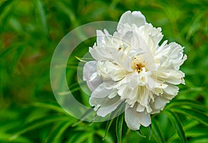 White Lily flower in late summer bloom