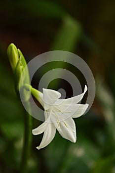 A white lily flower Lilium candidum blooms in spring