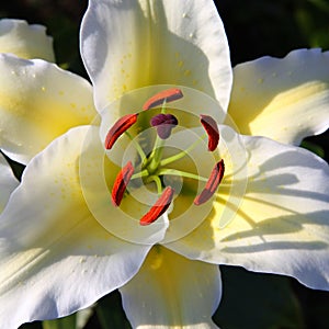 White lily flower macro
