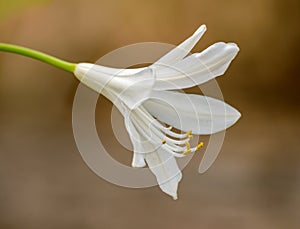 White lily flower macro detail isolated