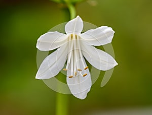 White lily flower macro front view