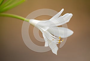 White lily flower macro shallow depth of field