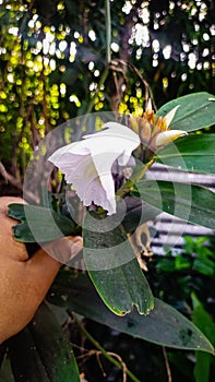 A white Lily  flower of a medicinally important Ginger ichthyotoxic plant & x28;Costus speciosus ; Lam takhellei in Manipuri& x29; photo