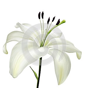 White lily flower realistic illustration