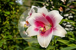 White lily flower with a red middle closeup. One flower with a yellow pestle and pollen. Lilium bulbiferum.