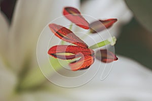 White lily flower`s pestle. Close up