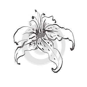 White lily flower sketch. Isolated vector botanical illustration retro, vintage, hand drawn, black and white, outline