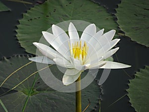 White lily flower on water with some leaves