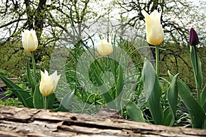 White lily-flowered tulips