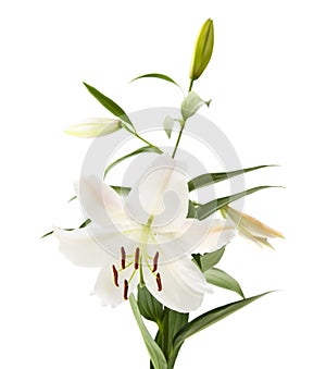 White lily flowering spike