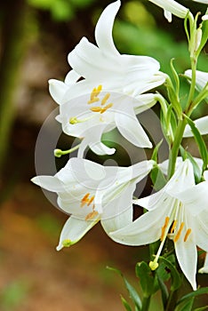 White lily flowers