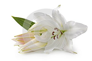 White lily flowers