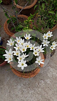 White lily Flowers bloom bushes