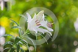 White Lily flowers blooming  in garden
