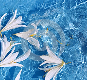 White lily flowers in blue transparent water. Beautiful summer floral composition with sun and shadows. Nature concept. Top view.