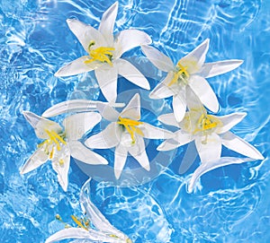 White lily flowers in blue transparent water. Beautiful summer floral composition with sun and shadows. Nature concept. Top view.