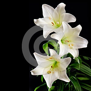 White lily flowers bouquet on black background. Condolence card