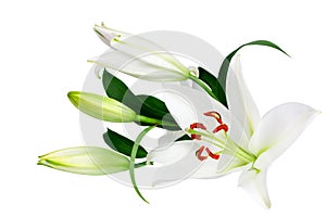 White lily flowers and buds with green leaves on white background isolated close up, lilies bunch, lillies bouquet, floral pattern