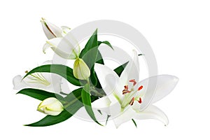 White lily flowers and buds with green leaves on white background isolated close up, lilies bunch, lillies bouquet, floral pattern