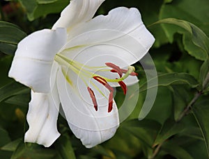 White lily flowers in the garden with green background. Summer concept. Floral background for web site, greeting card, banner,