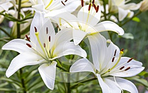 White Lily flowers in a garden