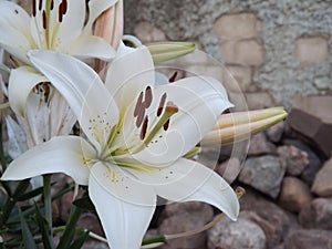 White lily. Flowers. Stone. Ð‘ÐµÐ»Ñ‹Ðµ Ð»Ð¸Ð»Ð¸Ð¸. Ð¦Ð²ÐµÑ‚Ñ‹. ÐšÐ°Ð¼Ð½Ð¸