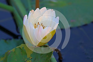 White lily flowers