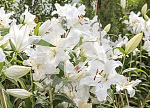White lily in garden field