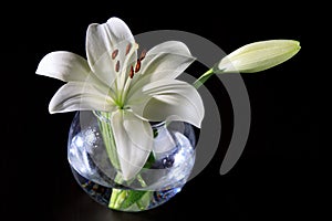 White lily in a glass vase