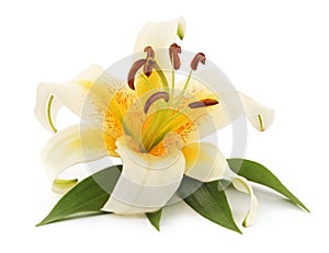 White lily with leaves.