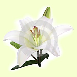 White lily on light background