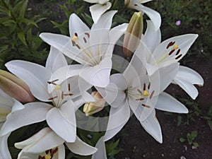 White lily like a bride in a white dress