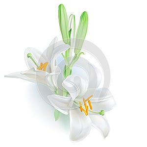 White Lily - Lilium candidum