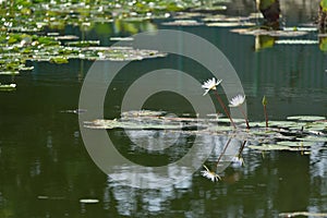 White Lily Lotus with green pond leaf