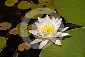 White Lily Lotus with yellow polen on dark background floating o photo