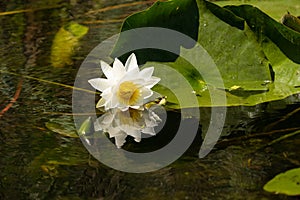 White Lily Lotus with yellow polen on dark background floating o photo