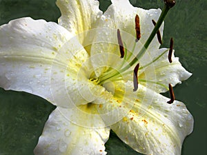 White Lily macro with Raindrops on Green