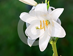 White lily.