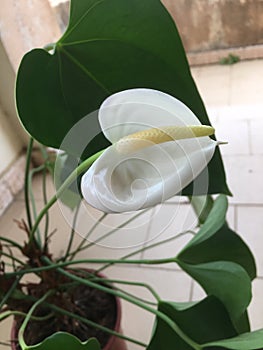 White lily peace Spathiphyllum wallisii photo