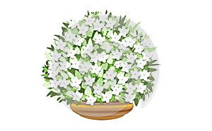 white lily plantlet illustration photo