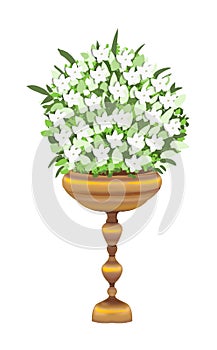 white lily plantlet illustration photo